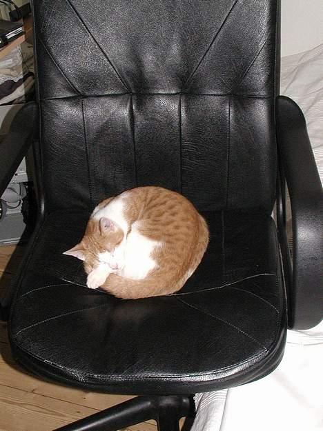 Blanding af racer Rago billede 9