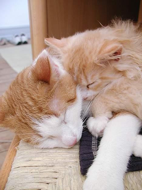 Blanding af racer Rago - elsker at ligge sammen med lille bror billede 10