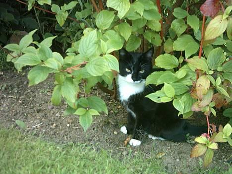 Huskat Bella - "Er jeg ikk en køn blomst?" billede 1