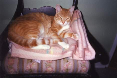 Blanding af racer Miskey *Død* - Se min flotter misser... billede 1