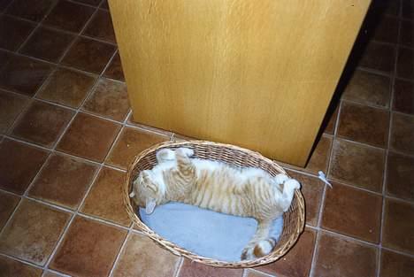 Blanding af racer Miskey *Død* - Putte putte... billede 2