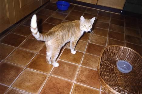 Blanding af racer Miskey *Død* - Daws... billede 3