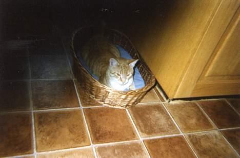 Blanding af racer Miskey *Død* - Det er min kurv... billede 4