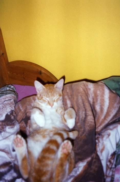 Blanding af racer Miskey *Død* - Fik jeg sagt han var lidt underlig...??? billede 5