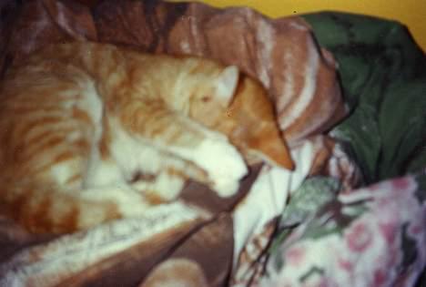 Blanding af racer Miskey *Død* - Er han ikke nuttet... billede 6