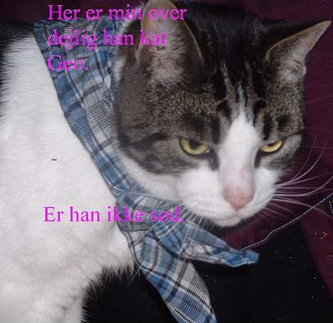 Blanding af racer Georg billede 1