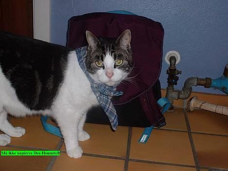 Blanding af racer Georg billede 2