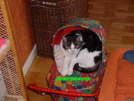 Blanding af racer Georg billede 3