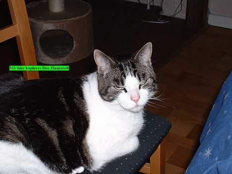 Blanding af racer Georg billede 4