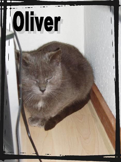 Blanding af racer Oliver - Oliver :D er han ikk sød .. billede 1