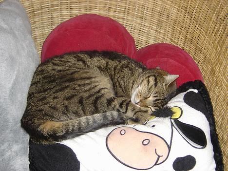 Blanding af racer Mille billede 1