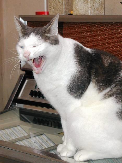 Blanding af racer Chilli billede 5