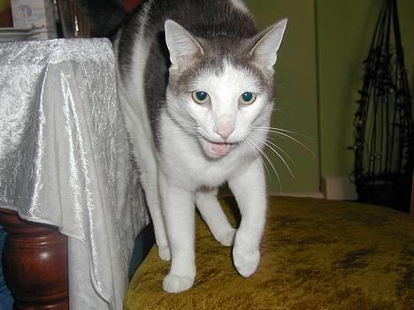 Blanding af racer Chilli billede 6