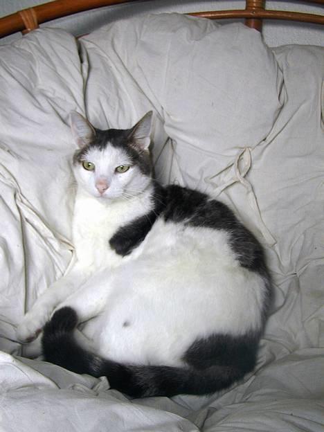 Blanding af racer Chilli billede 7