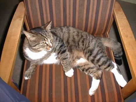 Blanding af racer Garfild - Her er Garfild....:-D billede 1