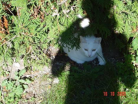 Blanding af racer Plet billede 5