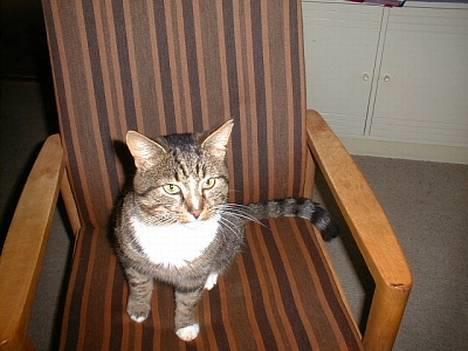 Blanding af racer Garfild - Her er Garfild igen... Har du noget OST Tina..?? :-) billede 2