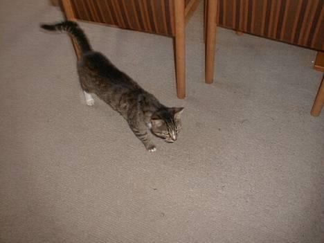 Blanding af racer Garfild - Her kommer Garfild gående...:-) billede 3