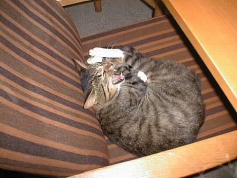 Blanding af racer Garfild - Gaaaaaabz.... Jeg er træt... billede 4