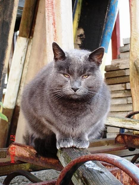 Huskat ChristMas billede 8