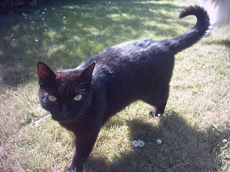 Huskat Tyson billede 1