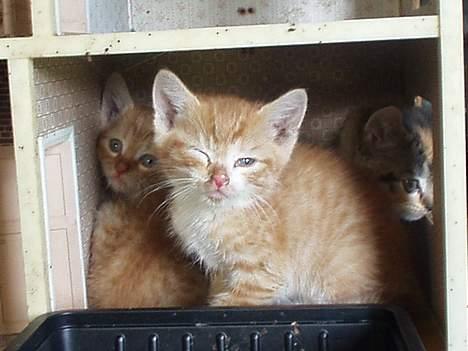 Blanding af racer Killingerne - Hehe, ser det ikk sødt ud? Vi ledte efter dem i dag også sad de bare derinde :) billede 1