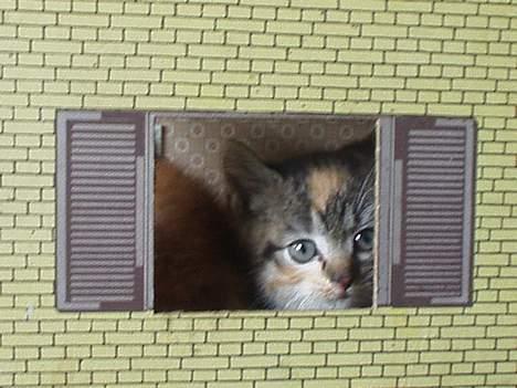 Blanding af racer Killingerne - Tit tit :) Sjovt sted at lege :) billede 2