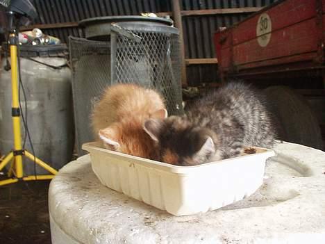 Blanding af racer Killingerne - 2 af killingernes første "rigtige" måltid billede 3