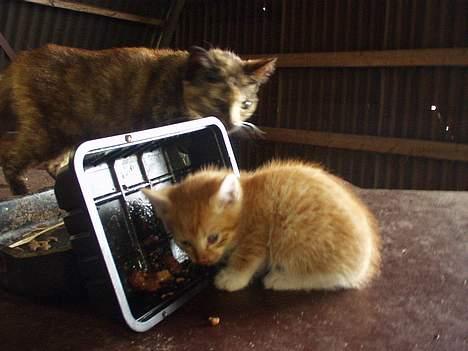 Blanding af racer Killingerne - Og den 3 killings første "rigtige" mad  billede 4