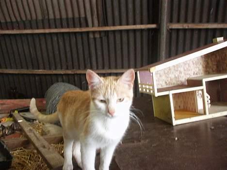 Blanding af racer Killingerne - Her er Mor´en Med navnet "Kisser" billede 5