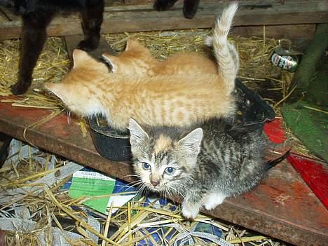 Blanding af racer Killingerne - Jah i baggrunder kan man lige få øje på deres fætter "Pjevs" :D billede 7