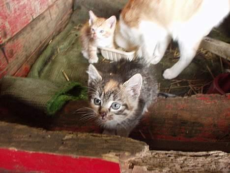 Blanding af racer Killingerne - Hey! snakker du ikk lige med mig? billede 6