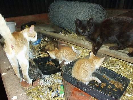 Blanding af racer Killingerne - Kisser, killingerne og Pjevs! billede 8