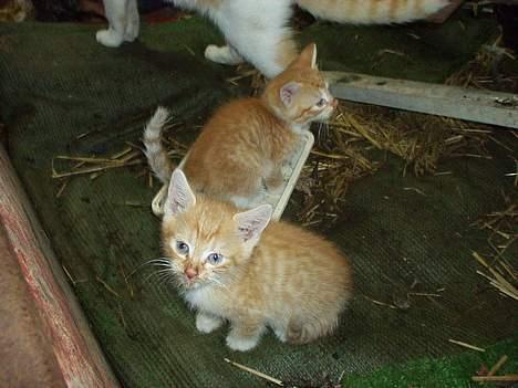 Blanding af racer Killingerne - Hehe de har ikk rigtig lært at rengøre sig endnu :) billede 9