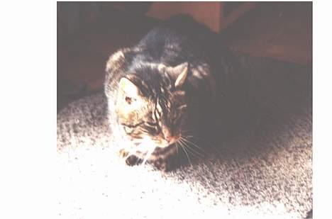 Huskat Mille (Død) billede 1