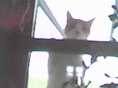 Blanding af racer Turbo - Stop med at tage billeder - og luk mig ind! billede 2