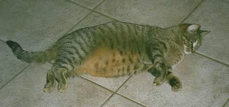 Blanding af racer Mis 3 ( Misse Mor) DØD - Her er hun gravid, og der ligger 4 små killinger inde i hendes mave, er hun ikke sød ................! billede 1