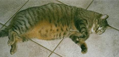 Blanding af racer Mis 3 ( Misse Mor) DØD billede 3