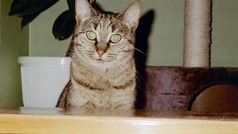 Blanding af racer Mis 3 ( Misse Mor) DØD billede 4