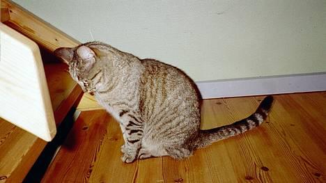 Blanding af racer Mis 3 ( Misse Mor) DØD billede 5