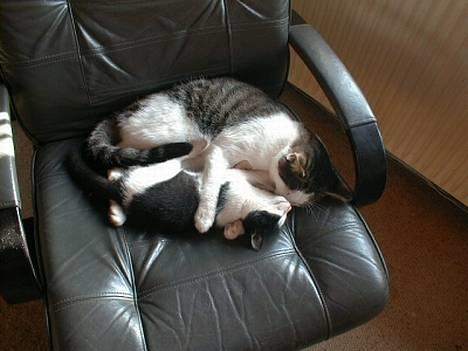 Blanding af racer Hanibal - Hanibal & Totte leger lidt...:-) billede 2