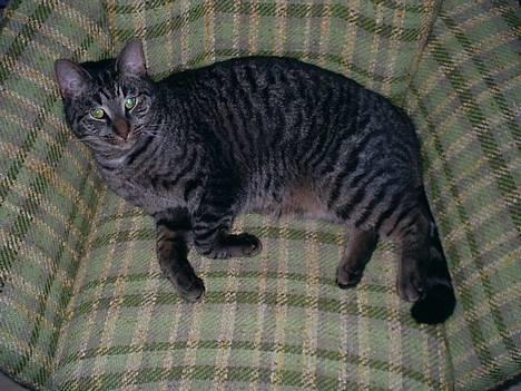 Blanding af racer Zimba - her er jeg som lille er jeg ikk kær billede 1