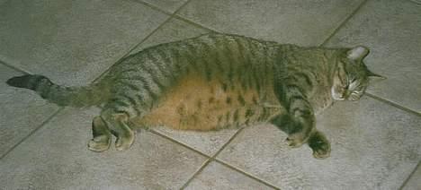 Blanding af racer Zimba - HER ER MOR  billede 2