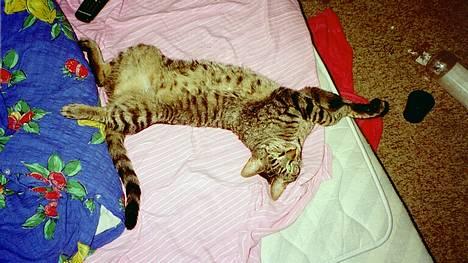 Blanding af racer Zimba - her er jeg  jeg sover jeg har nemlig lige spist billede 3