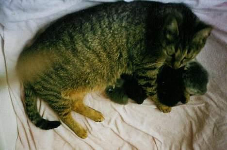 Blanding af racer Zimba - her er mig og mine søskende billede 4