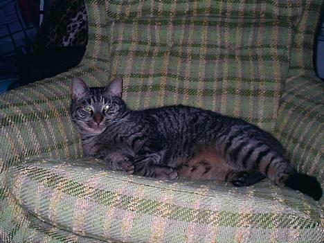 Blanding af racer Zimba - og igen  billede 5