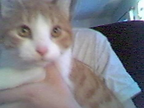 Blanding af racer Turbo billede 3