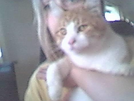 Blanding af racer Tornado billede 1