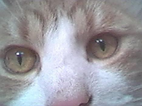 Blanding af racer Tornado billede 2