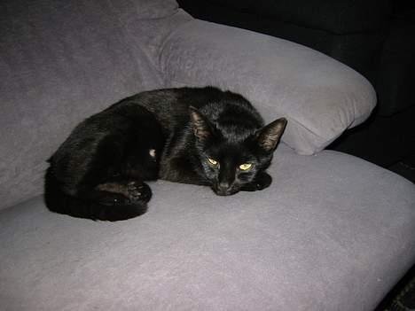 Europé Plet billede 1